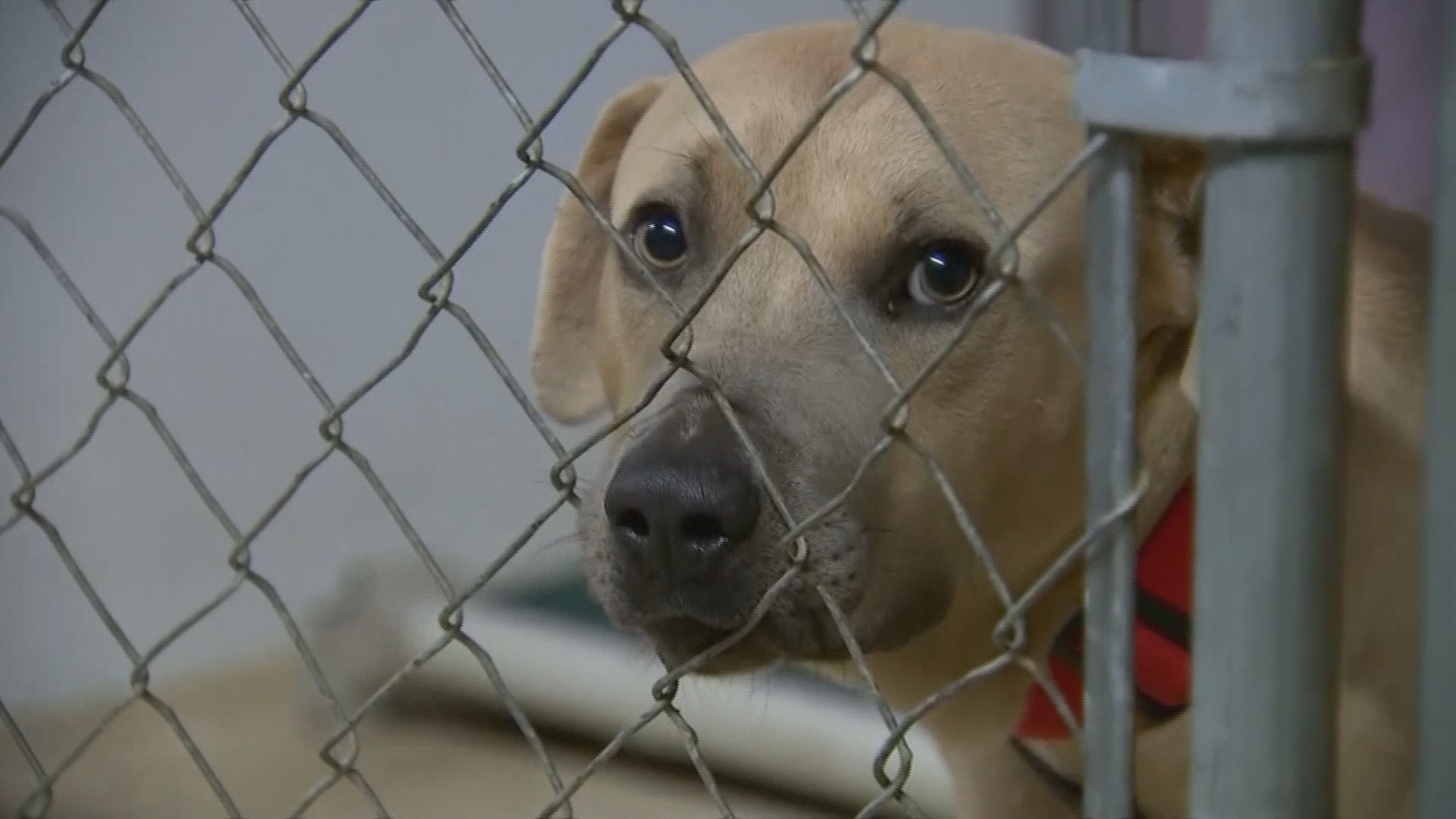 Dozens of displaced pets from Harvey arrive in Seattle